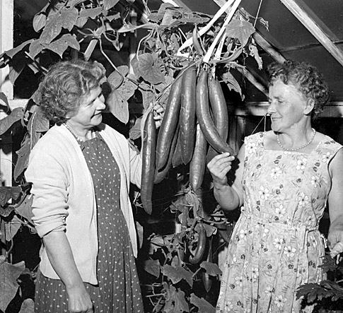 October 1966: Greehouse delight, Cucumbers galore for these two Morley women.