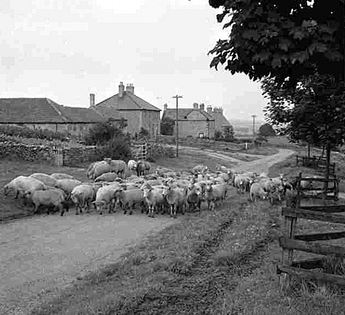 Timeless: A typical Yorkshire Dales scene.